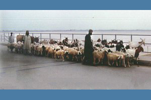 Kotri Barrage