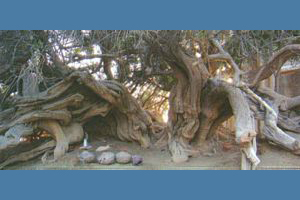 Ancient Mosque, Sutiaro
