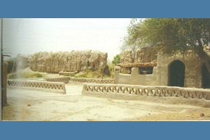 Miran Jo Kot